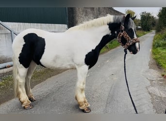 Cob, Castrone, 5 Anni, 148 cm, Pezzato