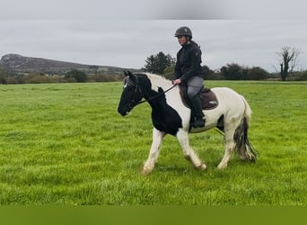 Cob, Castrone, 5 Anni, 148 cm, Pezzato