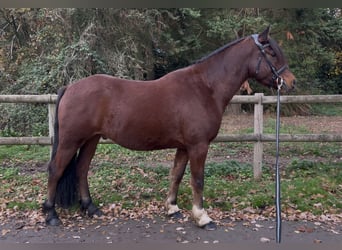 Cob, Castrone, 5 Anni, 151 cm, Baio