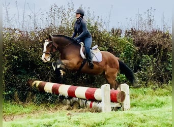 Cob, Castrone, 5 Anni, 152 cm, Baio