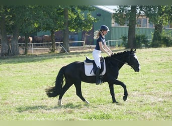 Cob, Castrone, 5 Anni, 155 cm, Morello