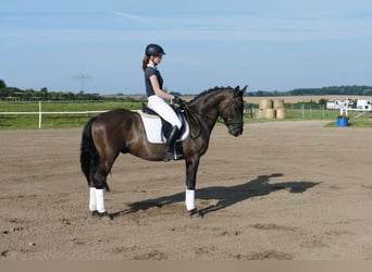 Cob, Castrone, 5 Anni, 155 cm, Morello