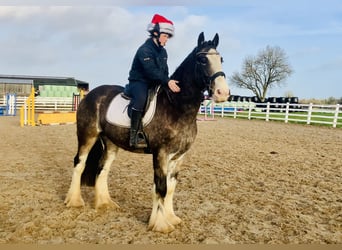 Cob, Castrone, 5 Anni, 157 cm, Falbo