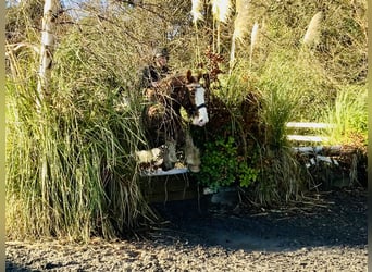 Cob, Castrone, 5 Anni, 159 cm, Roano rosso