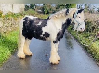 Cob, Castrone, 6 Anni, 130 cm, Pezzato