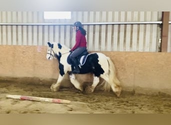 Cob, Castrone, 6 Anni, 130 cm, Pezzato