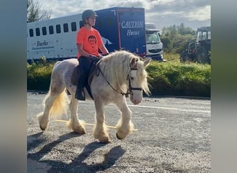 Cob, Castrone, 6 Anni, 146 cm, Grigio rossastro