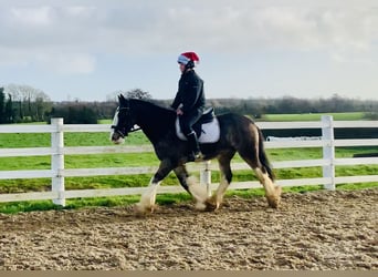 Cob, Castrone, 6 Anni, 157 cm, Falbo