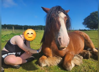 Cob, Castrone, 6 Anni, 160 cm, Baio