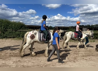 Cob, Castrone, 7 Anni, 145 cm, Tobiano-tutti i colori