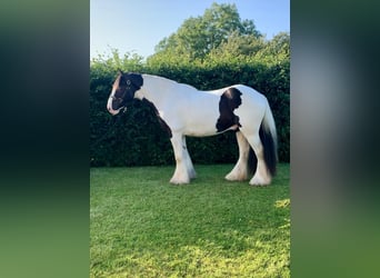 Cob, Castrone, 8 Anni, 163 cm, Morello