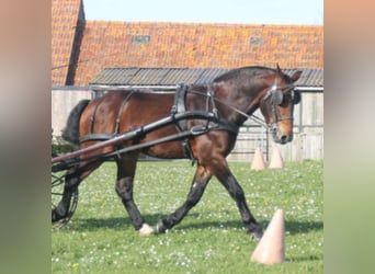 Cob, Castrone, 8 Anni, Baio