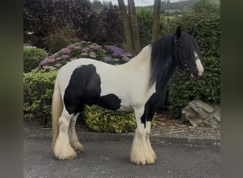 Cob, Castrone, 9 Anni, 138 cm, Tobiano-tutti i colori