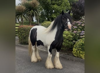Cob, Castrone, 9 Anni, 138 cm, Tobiano-tutti i colori