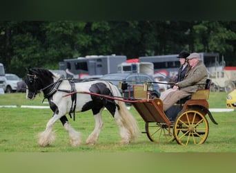 Cob, Castrone, 9 Anni, 138 cm, Tobiano-tutti i colori