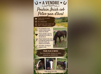 Cob, Étalon, 1 Année, Bai brun foncé