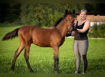 Cob Croisé, Étalon, 2 Ans, 165 cm, Bai