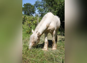 Cob, Étalon, 3 Ans, 138 cm, Palomino