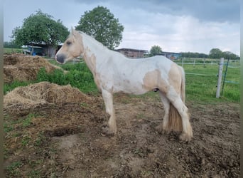 Cob, Étalon, 3 Ans, 138 cm, Palomino