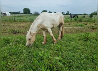 Cob, Étalon, 3 Ans, 138 cm, Palomino