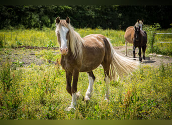 Cob, Étalon, 3 Ans, 155 cm