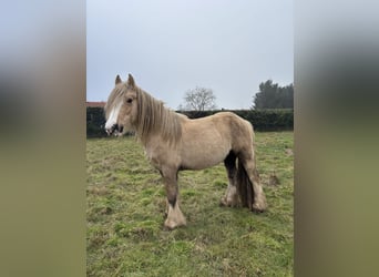 Cob, Étalon, 5 Ans, 145 cm, Palomino