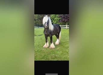 Cob, Étalon, 5 Ans, 147 cm, Gris pommelé