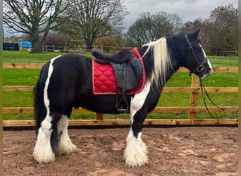 Cob Croisé, Étalon, 7 Ans, 163 cm, Noir