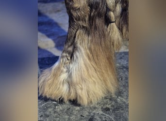 Cob, Étalon, 9 Ans, 145 cm, Rouan Rouge