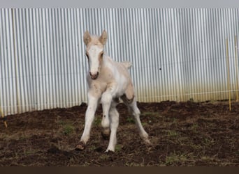 Cob, Étalon, , 143 cm, Palomino