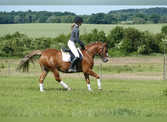 Cob, Gelding, 10 years, 13,2 hh, Chestnut-Red