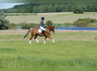 Cob, Gelding, 10 years, 13,2 hh, Chestnut-Red