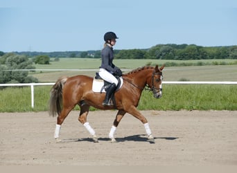Cob, Gelding, 10 years, 13,2 hh, Chestnut-Red