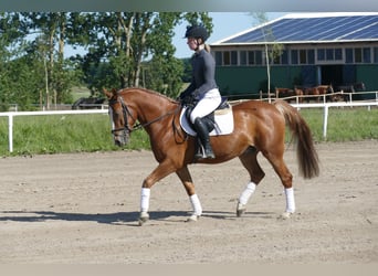 Cob, Gelding, 10 years, 13,2 hh, Chestnut-Red