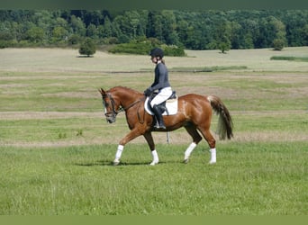 Cob, Gelding, 10 years, 13,2 hh, Chestnut-Red