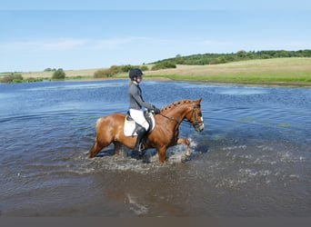 Cob, Gelding, 10 years, 13,2 hh, Chestnut-Red
