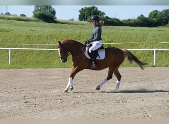 Cob, Gelding, 10 years, 13,2 hh, Chestnut-Red