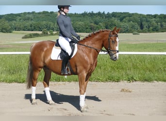 Cob, Gelding, 10 years, 13,2 hh, Chestnut-Red