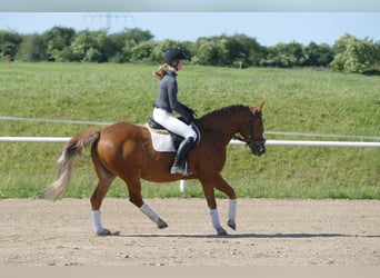 Cob, Gelding, 10 years, 13,2 hh, Chestnut-Red