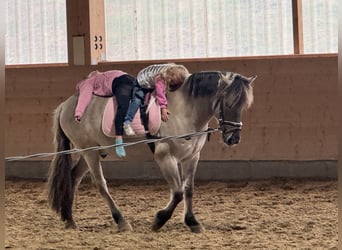 Cob, Gelding, 10 years, 13,3 hh, Grullo