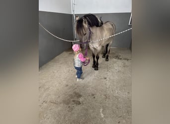 Cob, Gelding, 10 years, 13,3 hh, Grullo