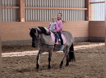 Cob, Gelding, 10 years, 13,3 hh, Grullo