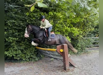 Cob, Gelding, 10 years, 14.1 hh, Black