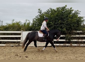 Cob, Gelding, 10 years, 14.1 hh, Black
