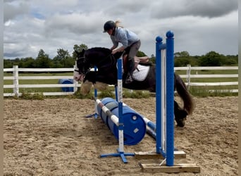 Cob, Gelding, 10 years, 14.2 hh, Black
