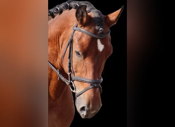 Cob, Wallach, 10 Jahre, 14,2 hh, Brauner