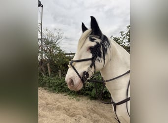 Cob, Gelding, 10 years, 14 hh, Leopard-Piebald