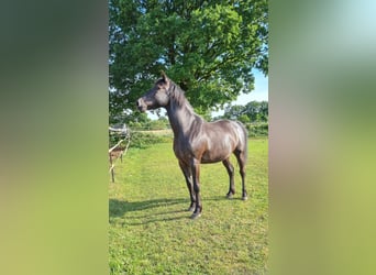 Cob, Gelding, 10 years, Black