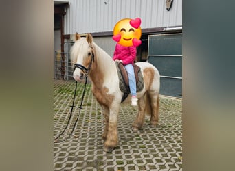 Cob, Gelding, 11 years, 14 hh, Pinto