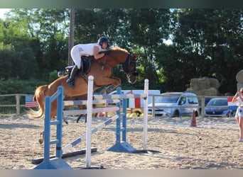 Cob, Gelding, 11 years, 15,1 hh, Chestnut-Red